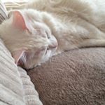 Profile Picture of Kim Wain (@kimrowse) on Instagram