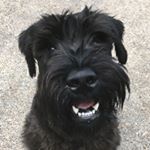 Profile Picture of Klaus Wilhelm Guggenheim (@klausthegiantschnauz) on Instagram