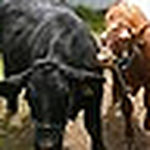 Profile Picture of Andrew Ferguson (@mototeen14) on Flickr