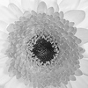 Profile Picture of van Kuler en Co (@van Kuler en Co) on Flickr