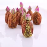 Profile Picture of 🌰Pecanolli🌰 (@pecanolli) on Instagram