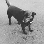 Profile Picture of Sean🐶 (@sean_culloty) on Instagram