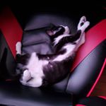 Profile Picture of Penelope (@_penny_posts_) on Instagram