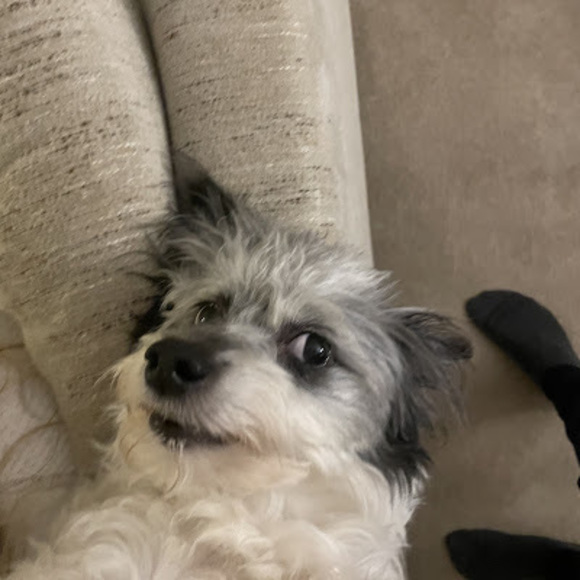 Profile Picture of Andrew Pawson (@andrewpawson) on Poshmark