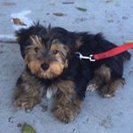 Profile Picture of Steve (@yorkie_steve) on Instagram