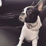 Profile Picture of ✨🎀Sasha Alexander🎀 ✨ (@_sasha_the_boston_terrier_) on Instagram