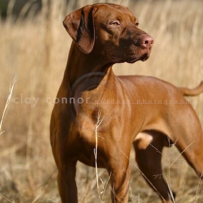 Profile Picture of Tyler McClellan (@CHITY22) on Twitter