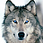 Profile Picture of Josh Swayze (@black wolf photography) on Flickr