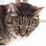 Profile Picture of Gustelopa (@gustelopa) on Flickr