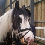 Profile Picture of casey boardman😀😁😃😄☺🐎 (@caseyboardman_lovexoxo_) on Instagram