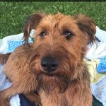Profile Picture of Darby (@darby_theirishterrier) on Instagram