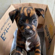 Profile Picture of Lacey Thornton (@laceythornton1947) on Youtube