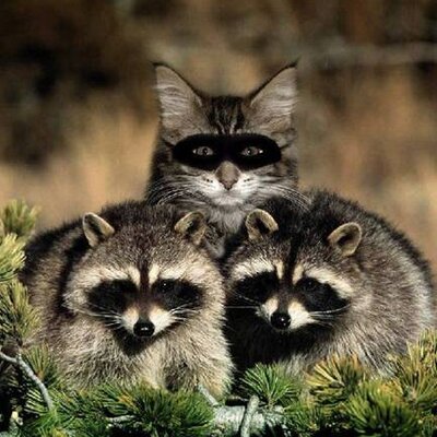 Profile Picture of Tom Hetrick (@datzagimme) on Twitter