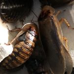 Profile Picture of Lisa Shackelford (@2bugqueens) on Instagram