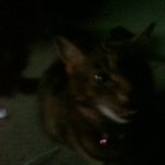 Profile Picture of Joel Hoggarth (@yerface99) on Instagram