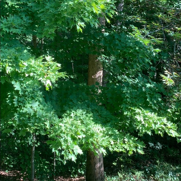 Profile Picture of Kamaljit Virk (@kamaljitkvirk) on Poshmark