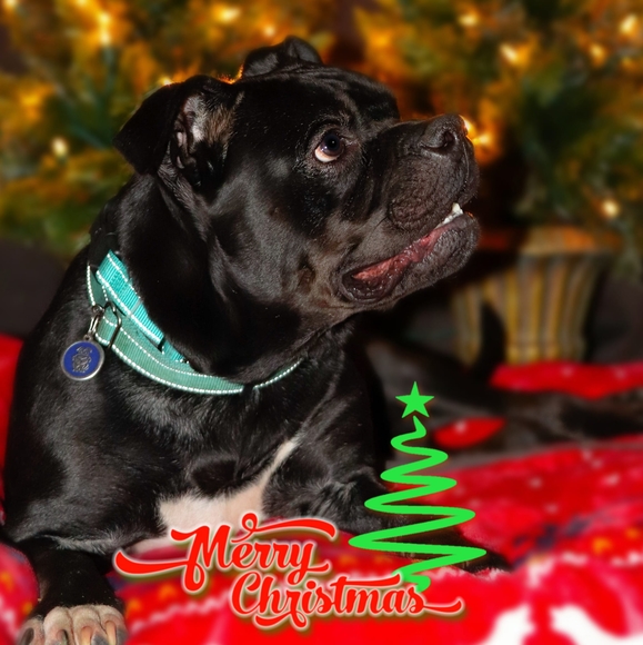 Profile Picture of Laura Knechtel (@kaligirl19) on Poshmark