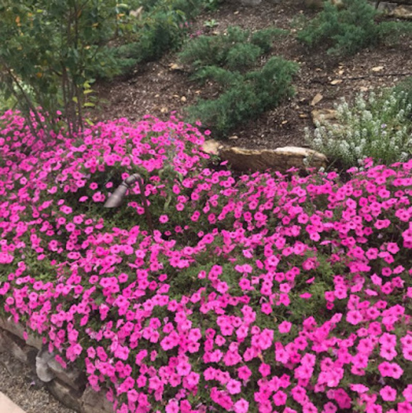 Profile Picture of Daelyn Earls (@daelynearls) on Poshmark