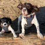 Profile Picture of Pippa, jessie and angel lily (@lily.jessie.pippa.springers) on Instagram