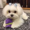 Profile Picture of Realdogsseller (@@carlyweaver478) on Tiktok