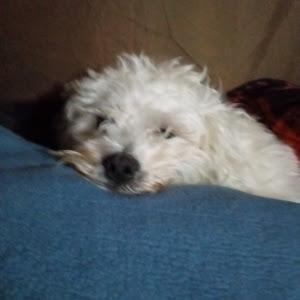 Profile Picture of LaDonna Ingram (@ladonna.ingram) on Tiktok