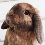 Profile Picture of Alice Wilson (@wilsonservicescomplete) on Instagram