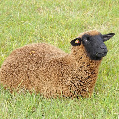 Profile Picture of Im Da Goat Here (@AaronScottKern1) on Twitter