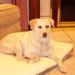 Profile Picture of Susan Bitzer (@sebit) on Pinterest