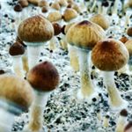 Profile Picture of Joshua Hargrove (@fortefungus) on Instagram