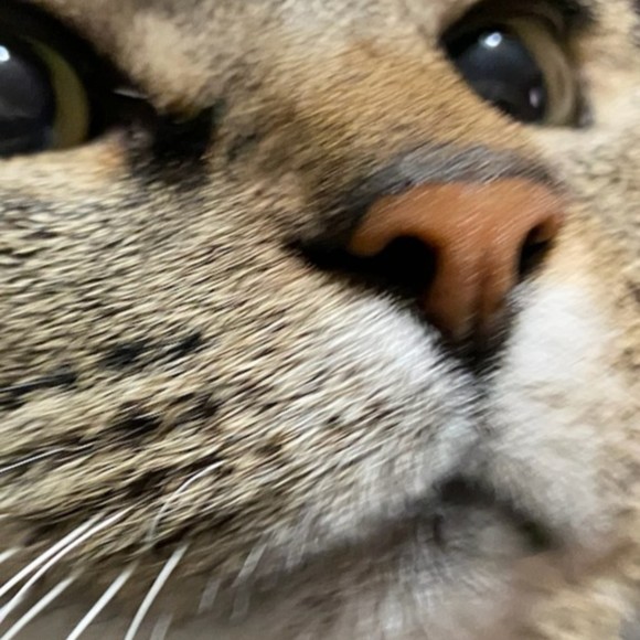 Profile Picture of Stephen Taddeo (@staddeo3) on Poshmark