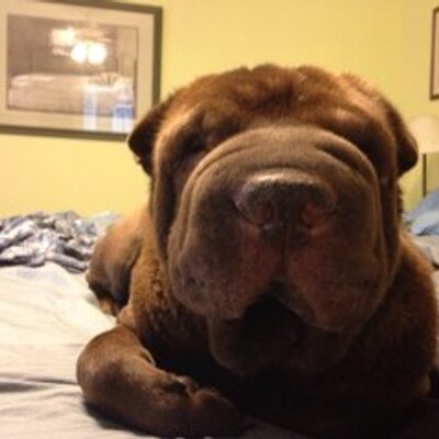 Profile Picture of Tina Andrews (@tinaband) on Twitter