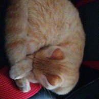 Profile Picture of Daniel Aceituno (@DanielAceitun15) on Twitter