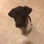 Profile Picture of Sage Todd (@sage.todd.the.dog) on Instagram