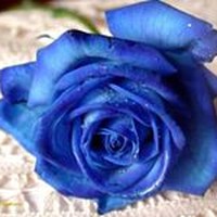 Profile Picture of Thanh Hồng (@thanh-hồng) on Quora