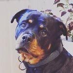 Profile Picture of Aurora Høvik Takacs (@jessica_jessietherottie) on Instagram