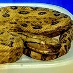 Profile Picture of Connor Matsukiyo (@matsukiyoc) on Instagram