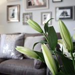 Profile Picture of Rosie Anne Ashley (@ashleyinteriors_) on Instagram