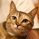 Profile Picture of Ka Cheng Ho (@hokacheng) on Flickr