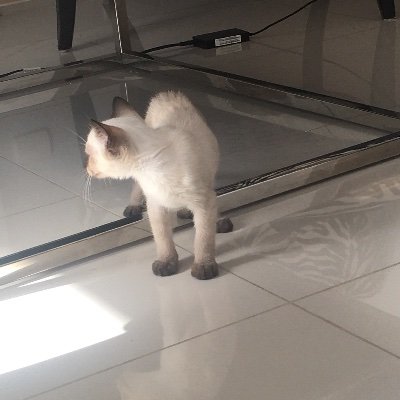 Profile Picture of Joseph Sepulveda (@JosephS72846174) on Twitter