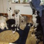 Profile Picture of Amanda Wardroper (@awardroper) on Instagram