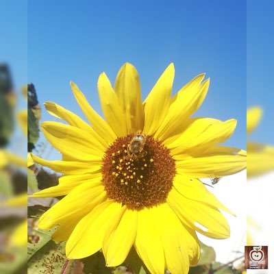 Profile Picture of Vickyras (@vickyras6) on Twitter