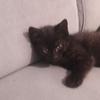 Profile Picture of Adam Rocki (@adam.rocki) on Tiktok