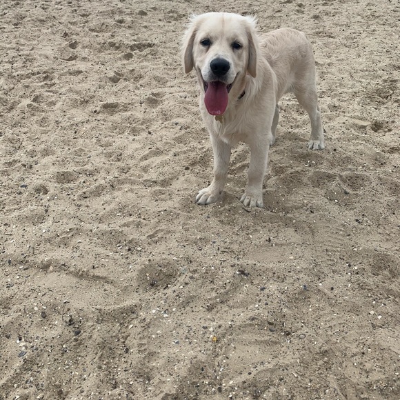 Profile Picture of Anja Pannek (@anjapannek) on Poshmark