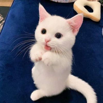 Profile Picture of Mayo (@PeterVaylow) on Twitter