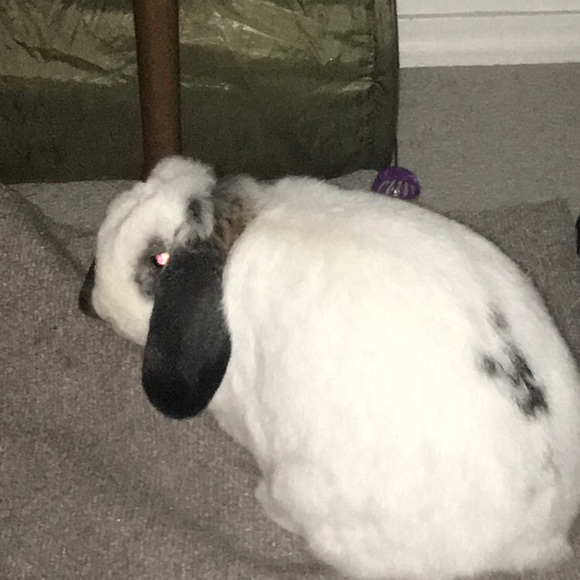 Profile Picture of Maryn Yoshimura (@yoshimura_m) on Poshmark