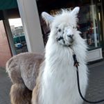 Profile Picture of kohl linvog (@kohllinvog) on Instagram