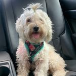 Soy una perrita llena de amor ♥️ - Instagram Profile Picture of Soy una perrita llena de amor ♥️ (@candy_olla) on Instagram