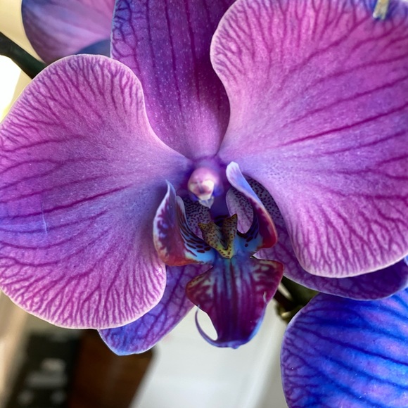 Profile Picture of Kathleen Grimando (@kgrimando) on Poshmark