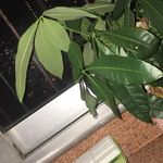 Profile Picture of 黄红 (@xiaohong.huang.589) on Instagram