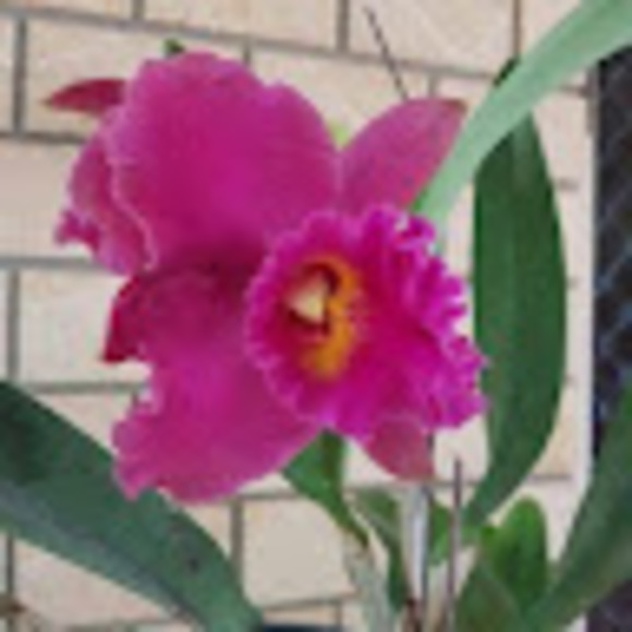 Profile Picture of Joy Beilby (@joybeilby) on Poshmark